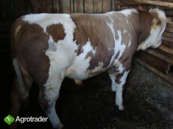 SPRZEDAM BYKA 100% SIMENTAL - zdjęcie 2