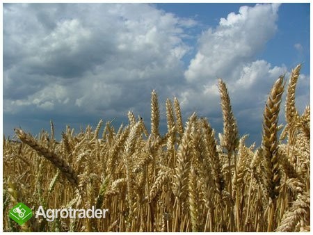 kupię zboża paszowe