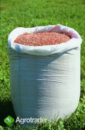 kupię pszenicę paszową