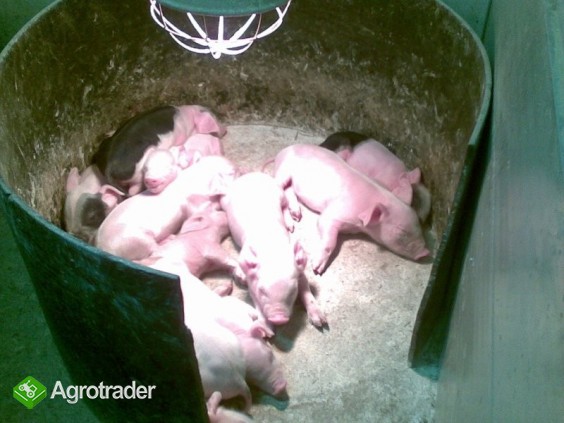 Prosięta polskie w ciągłej sprzedaży