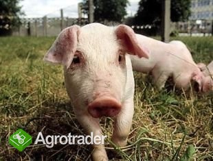 Prosięta warchlaki sprzedaż nowe ceny