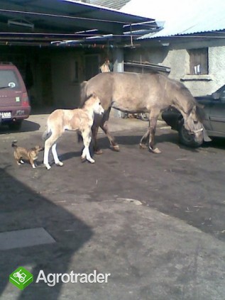 Sprzedam - zdjęcie 1