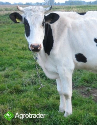 KROWY HF ? STADO NA SPRZEDAŻ