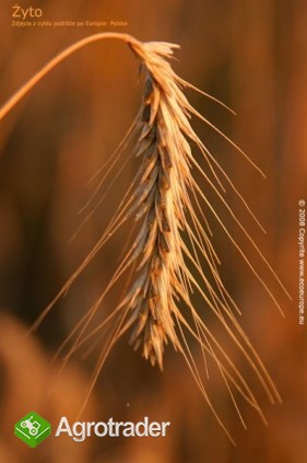 kupię żyto