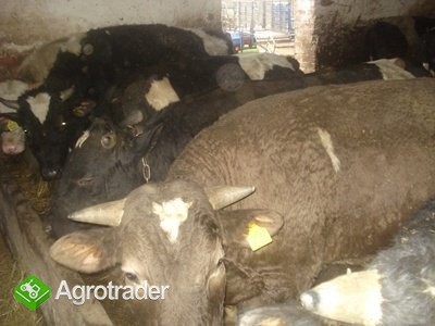 Sprzedam byczki mięsne