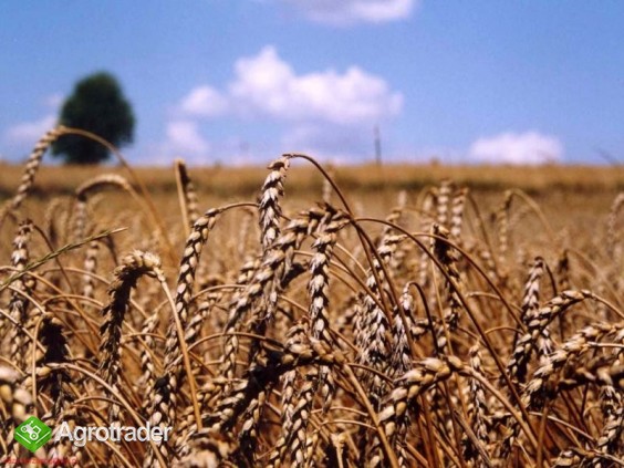 kupię każde zboża