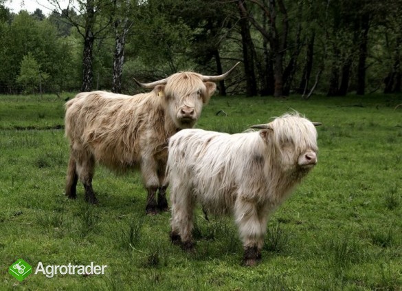 Sprzedam bydło rasy Highland - zdjęcie 3