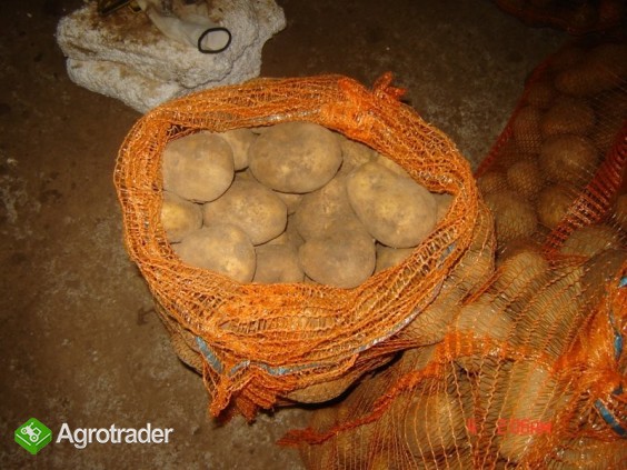 sprzedam ziemniaki - zdjęcie 4