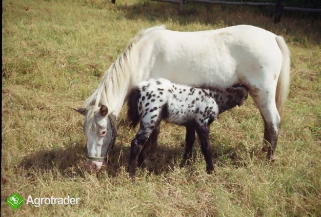 kucyki taranty - zdjęcie 3