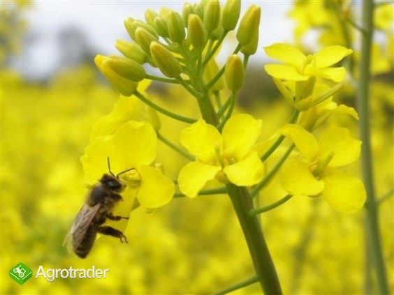 kupię rzepak min 23t