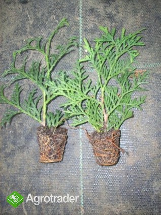 Thuje Smaragd SADZONKI !