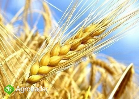 kupię jęczmień