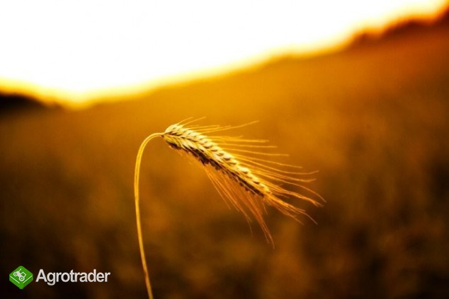 pilnie kupię żyto