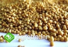 Cereals from Ukraine - zdjęcie 4