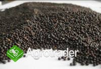 Zboża z Ukrainy - zdjęcie 2