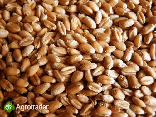 Cereals from Ukraine - zdjęcie 1