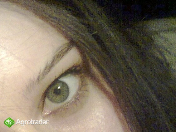 Sprzedam chryzantemy