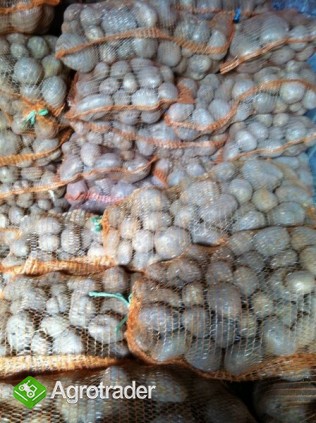 sprzedam ziemniaki vineta