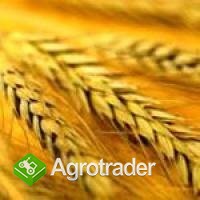 SKUP / SPRZEDAŻ ZBOŻA