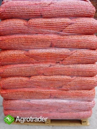 Dymka Cebuli Nasiona Cebuli Sadzeniaki Ziemniaka