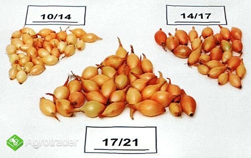 Dymka Cebuli Nasiona Cebuli Sadzeniaki Ziemniaka - zdjęcie 4