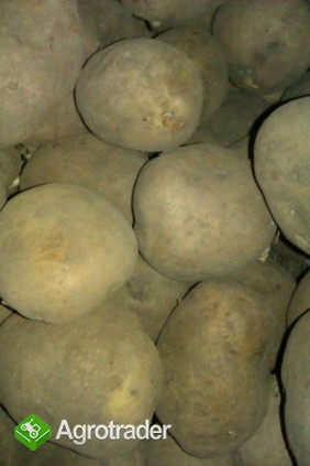 Sprzedam denary ok 10 ton - zdjęcie 1