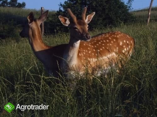 Daniele samice ,samce ,młode 